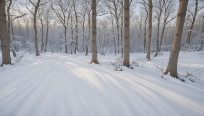 outdoors,day,tree,no humans,nature,scenery,snow,forest,winter,bare tree,footprints,solo