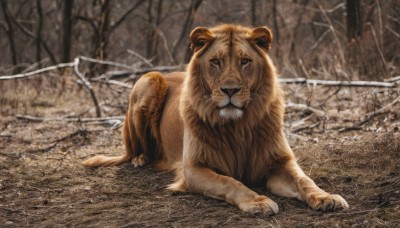 solo,looking at viewer,full body,outdoors,lying,blurry,tree,no humans,blurry background,animal,fangs,nature,claws,realistic,animal focus,bare tree,photo background,lion,signature,snow,forest