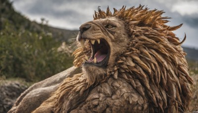 solo,open mouth,yellow eyes,upper body,outdoors,sky,teeth,day,artist name,cloud,signature,blurry,tree,no humans,blurry background,animal,fangs,cloudy sky,sharp teeth,nature,monster,realistic,animal focus,whiskers,kaijuu,tongue,tongue out,from side,grey sky,tusks