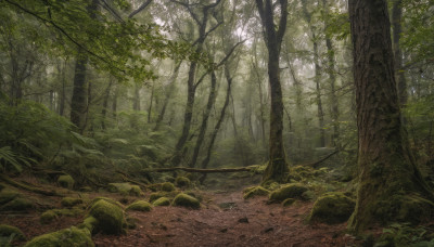 outdoors, day, tree, no humans, sunlight, nature, scenery, forest, rock, green theme