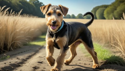 HQ,solo,looking at viewer,open mouth,blue eyes,full body,outdoors,sky,day,tongue,tongue out,blurry,collar,tree,blue sky,no humans,animal,grass,walking,running,dog,realistic,leash,road,animal focus,shiba inu,blurry background,nature,animal collar,pet