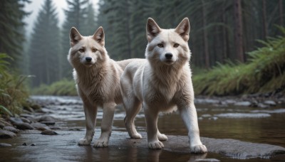 looking at viewer,brown eyes,standing,full body,outdoors,day,blurry,tree,no humans,depth of field,blurry background,animal,grass,plant,nature,forest,dog,rock,realistic,animal focus,wolf,signature,water,reflection