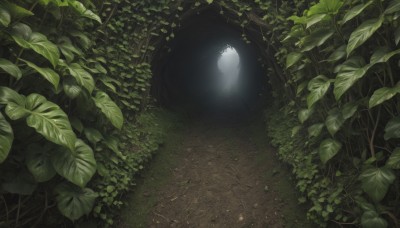 outdoors,tree,no humans,leaf,from above,grass,plant,nature,scenery,forest,vines,green theme,solo,water,glowing,dark,overgrown