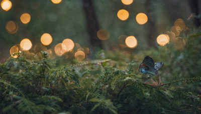 blurry, no humans, depth of field, bug, plant, nature, scenery, forest, fish, light rays, underwater