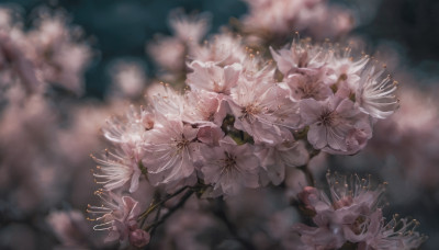 flower, blurry, no humans, depth of field, blurry background, white flower, cherry blossoms, scenery, realistic, branch, still life