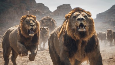 open mouth,outdoors,teeth,day,no humans,animal,fangs,walking,mountain,realistic,animal focus,bear,tusks,lion,looking at viewer,sky