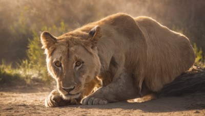 solo,looking at viewer,brown eyes,closed mouth,full body,outdoors,lying,day,blurry,no humans,depth of field,blurry background,animal,sunlight,on stomach,nature,realistic,animal focus,signature