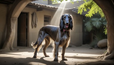 HQ,solo,blue eyes,bow,full body,outdoors,day,tongue,tongue out,collar,tree,no humans,window,shadow,animal,sunlight,plant,pink bow,building,dog,light rays,realistic,house,animal focus,looking at viewer,open mouth,standing,leaf,scenery,door,alley