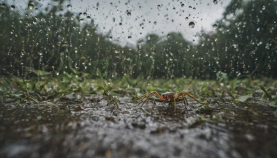 outdoors, sky, day, cloud, blurry, tree, no humans, depth of field, nature, scenery, water drop