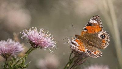 flower, outdoors, blurry, no humans, depth of field, blurry background, animal, sunlight, bug, butterfly, light rays, realistic, purple flower, antennae