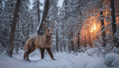 outdoors, tree, no humans, animal, nature, scenery, snow, forest, winter, bare tree, deer