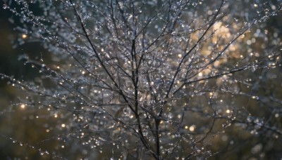 1girl,solo,outdoors,blurry,tree,no humans,night,depth of field,blurry background,nature,scenery,light particles,snow,snowing,branch,winter,bare tree,bokeh,lens flare,dark