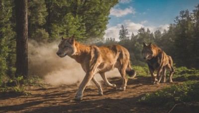 outdoors,sky,day,cloud,tree,blue sky,no humans,animal,cloudy sky,grass,plant,nature,scenery,forest,dog,realistic,animal focus