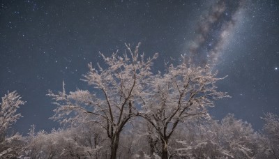 outdoors,sky,cloud,tree,no humans,night,star (sky),nature,night sky,scenery,forest,starry sky,bare tree,milky way,branch