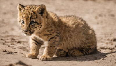 solo,looking at viewer,closed mouth,full body,outdoors,blurry,black eyes,no humans,depth of field,blurry background,animal,cat,realistic,sand,animal focus,whiskers,tiger,signature,brown theme