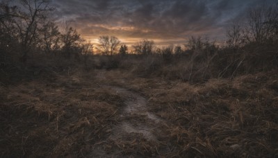 outdoors,sky,cloud,water,tree,no humans,cloudy sky,grass,nature,scenery,forest,sunset,bare tree,river,landscape,sun,horizon,dark