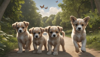 looking at viewer,blue eyes,standing,outdoors,sky,day,cloud,tree,blue sky,no humans,shadow,animal,leaf,grass,bug,plant,butterfly,nature,scenery,forest,walking,dog,realistic,animal focus,signature,bush