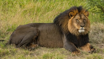 solo,looking at viewer,full body,outdoors,lying,day,artist name,signature,tree,no humans,animal,on side,grass,on stomach,realistic,animal focus,lion,closed mouth