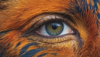 solo,looking at viewer,blue eyes,1boy,green eyes,male focus,eyelashes,no humans,traditional media,close-up,1other,reflection,eye focus,yellow eyes,orange hair,animal,realistic,animal focus