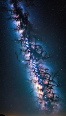 outdoors,sky,tree,no humans,night,cherry blossoms,star (sky),night sky,scenery,starry sky,branch,milky way,1girl,solo,closed eyes,flower,plant,vines