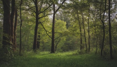 outdoors,day,tree,no humans,sunlight,grass,plant,nature,scenery,forest,bush,green theme