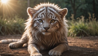 solo,looking at viewer,brown eyes,closed mouth,full body,outdoors,lying,day,blurry,tree,no humans,depth of field,blurry background,animal,sunlight,cat,grass,plant,on stomach,nature,claws,lens flare,realistic,sun,animal focus,tiger,yellow eyes,signature