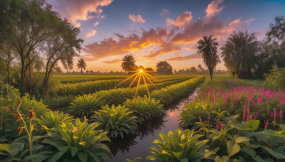 flower, outdoors, sky, cloud, tree, no humans, cloudy sky, grass, plant, nature, scenery, reflection, sunset, sun