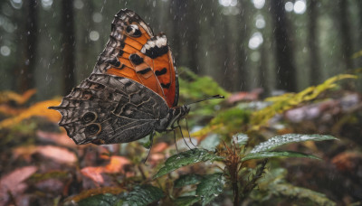 outdoors, blurry, no humans, depth of field, blurry background, leaf, bug, plant, rain, water drop