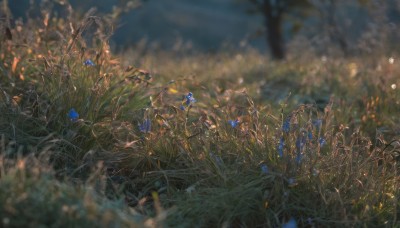 flower,outdoors,sky,blurry,tree,no humans,depth of field,blurry background,grass,bug,plant,nature,scenery,blue flower,field,1girl,solo