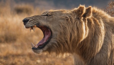 open mouth,1boy,outdoors,teeth,tongue,artist name,signature,blurry,from side,no humans,profile,blurry background,animal,fangs,sharp teeth,realistic,animal focus,whiskers,tiger,oversized animal,lion,holding,weapon,sky,knife,wolf