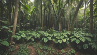 outdoors,day,tree,pokemon (creature),no humans,bird,leaf,sunlight,grass,plant,nature,scenery,forest,rock,bush,bamboo,green theme