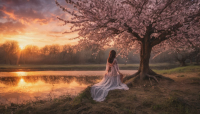 1girl, solo, long hair, brown hair, dress, sitting, outdoors, sky, cloud, from behind, white dress, tree, sunlight, grass, cherry blossoms, scenery, sunset