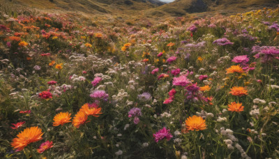 flower, outdoors, day, no humans, grass, plant, nature, scenery, purple flower, field, flower field, landscape, orange flower