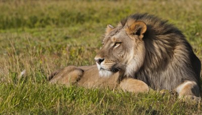 solo,closed mouth,yellow eyes,outdoors,lying,day,blurry,no humans,blurry background,animal,grass,realistic,animal focus,lion,signature,depth of field,on stomach,field,brown fur