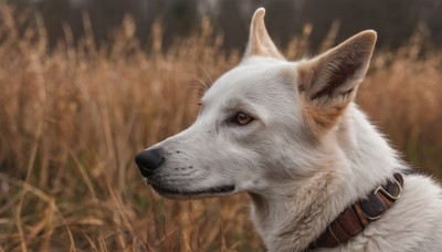 solo,brown eyes,closed mouth,outdoors,blurry,collar,no humans,blurry background,animal,grass,portrait,dog,realistic,animal focus,white fur,wolf,signature,from side,cat