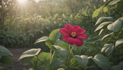 flower,outdoors,day,artist name,signature,blurry,no humans,depth of field,blurry background,leaf,sunlight,plant,red flower,nature,scenery,lens flare,bush,still life,grass,light rays