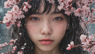 1girl, solo, long hair, looking at viewer, bangs, black hair, brown eyes, flower, parted lips, blurry, lips, petals, depth of field, cherry blossoms, portrait, close-up, rain, water drop, realistic, nose, branch