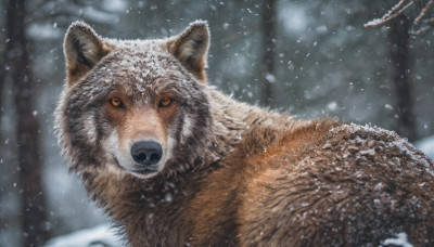 looking at viewer, outdoors, blurry, tree, no humans, blurry background, animal, snow, snowing, realistic, animal focus, winter