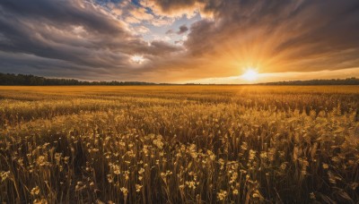 flower,outdoors,sky,cloud,no humans,sunlight,cloudy sky,grass,nature,scenery,sunset,sun,field,flower field,landscape,yellow sky