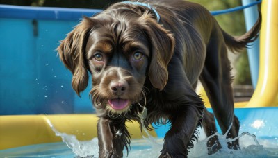 HQ,looking at viewer,open mouth,brown eyes,tongue,tongue out,water,blurry,wet,no humans,blurry background,animal,dog,realistic,pool,animal focus,splashing,hose,solo,standing,yellow eyes,outdoors,fangs