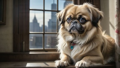 HQ,solo,blue eyes,jewelry,sky,day,indoors,necklace,blurry,collar,no humans,window,animal,building,gem,pendant,dog,city,realistic,animal focus,looking at viewer,brown eyes,sitting,full body,shadow,claws