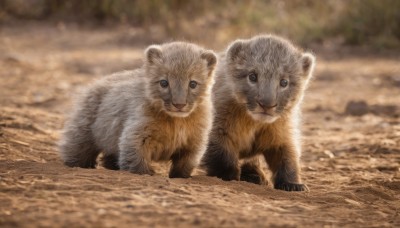 looking at viewer,blue eyes,closed mouth,outdoors,day,blurry,no humans,depth of field,blurry background,animal,realistic,animal focus,lion,signature,sand,brown theme