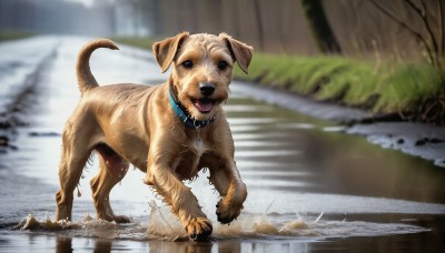 HQ,solo,open mouth,outdoors,day,tongue,tongue out,water,blurry,black eyes,collar,tree,wet,no humans,depth of field,blurry background,animal,dog,realistic,road,animal focus,animal collar,puddle,looking at viewer,saliva,rain