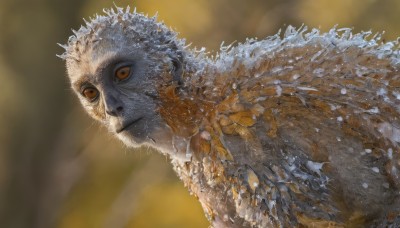 solo,closed mouth,upper body,outdoors,blurry,orange eyes,no humans,depth of field,blurry background,animal,monster,realistic,animal focus,owl,looking at viewer,simple background,yellow eyes,wings,artist name,signature,from side,bird,portrait,yellow background,close-up,yellow sclera