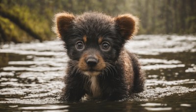 solo,looking at viewer,outdoors,day,water,blurry,black eyes,tree,no humans,depth of field,blurry background,animal,cat,nature,realistic,animal focus,whiskers,signature,forest