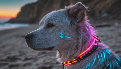 solo, outdoors, blurry, collar, no humans, blurry background, glowing, animal, sunset, realistic, spiked collar, wolf