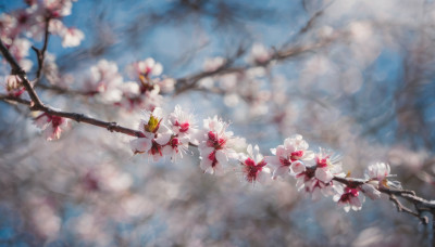 flower, outdoors, sky, day, cloud, blurry, tree, no humans, depth of field, cherry blossoms, scenery, branch, still life