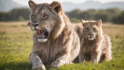 looking at viewer,open mouth,brown eyes,outdoors,day,tongue,signature,blurry,no humans,depth of field,blurry background,animal,fangs,cat,grass,realistic,animal focus,sky,mountain,field