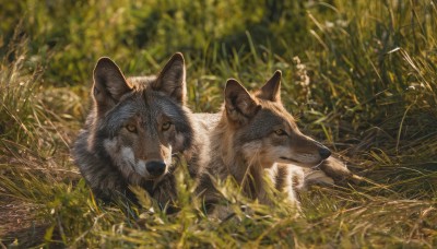 looking at viewer,outdoors,day,blurry,no humans,depth of field,blurry background,animal,grass,plant,nature,scenery,dog,realistic,animal focus,wolf,yellow eyes,lying,signature,on stomach