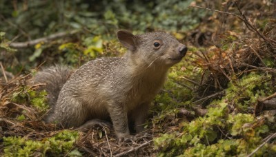 looking at viewer,outdoors,day,blurry,tree,no humans,depth of field,blurry background,animal,plant,nature,scenery,forest,realistic,branch,animal focus,lying,leaf,mouse,moss